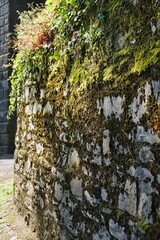 Moosbewuchs an Natursteinmauer