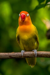 A lovebird (Agapornis) is a type of parrot. There are nine species. They are a social and affectionate small parrot.