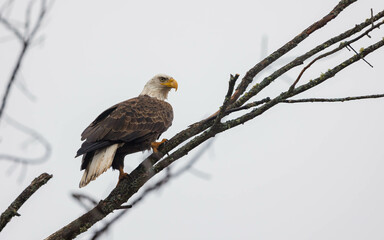 American bald eagle perched in tree