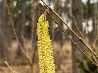 a twig of hazel during the flowering period in close-up - 778347320