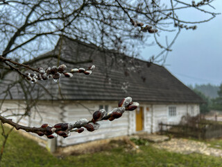 Willow trees breaking in spring in front of an old historic cottage in Rabsztyn, Poland, during rainy weather - 778347522