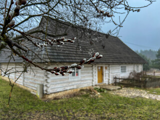 Willow trees breaking in spring in front of an old historic cottage in Rabsztyn, Poland, during rainy weather - 778347543