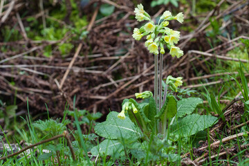 It is one of the first spring flowers - unfortunately it has become rare in the wild, the cowslip.