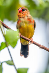 The red avadavat, red munia or strawberry finch, is a sparrow-sized bird of the family Estrildidae. It is found in the open fields and grasslands of tropical Asia and is popular as a cage bird
