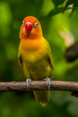 A lovebird (Agapornis) is a type of parrot. There are nine species. They are a social and affectionate small parrot.