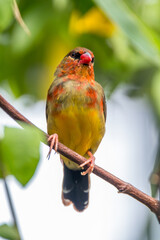 The red avadavat, red munia or strawberry finch, is a sparrow-sized bird of the family Estrildidae. It is found in the open fields and grasslands of tropical Asia and is popular as a cage bird