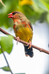 The red avadavat, red munia or strawberry finch, is a sparrow-sized bird of the family Estrildidae. It is found in the open fields and grasslands of tropical Asia and is popular as a cage bird