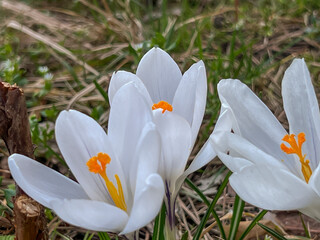 White crocuses blooming in a meadow near the forest in early spring. In close-up - 778350368