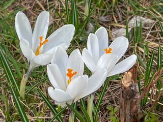 White crocuses blooming in a meadow near the forest in early spring. In close-up - 778350373