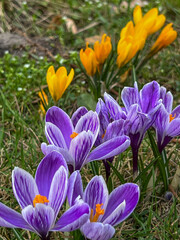 Purple and yellow crocuses blooming in a meadow near the forest in early spring. - 778350392