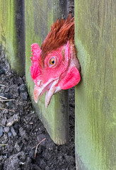 The hen has stuck her head between the rails of a wooden fence and cannot pull it out without human...