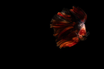 Betta fish, siamese fighting fish isolated on black background