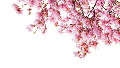 Magnolia Flower Spring Banner
