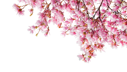 Magnolia branches with pink flowers