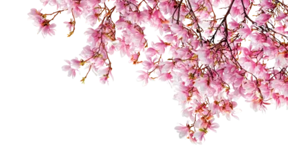 Fotobehang Magnolia Cluster of blooming pink magnolia flowers on branches   © Ann