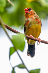 The red avadavat, red munia or strawberry finch, is a sparrow-sized bird of the family Estrildidae. It is found in the open fields and grasslands of tropical Asia and is popular as a cage bird