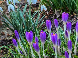 Purple crocuses blooming in early spring at the edge of the forest - 778351786