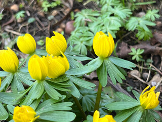 Eranthis cilicica  as one of the earliest flowers to bloom in spring and spring bees - 778352310