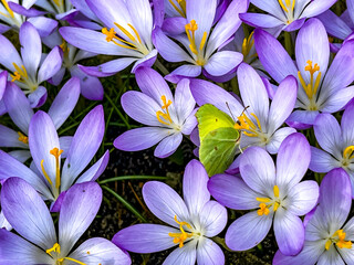 Yellow butterfly (lemon) on purple crocuses in early spring, close-up
