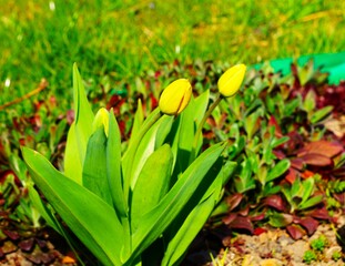 Kwitnące tulipany w ogrodzie. Dwa żółte tulipany widoczne z oddali. Uprawa tulipanów w lecie.