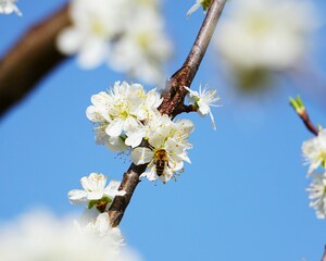 Białe kwiaty i siedząca na nich pszczoła. Kwitnienie wiśni w sadzie. Mała pszczoła zbiera nektar z białych kwiatów. Pięknie kwitnące wiśnie w lecie.