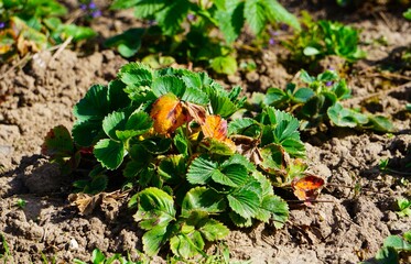 Sadzonka truskawki posadzona w ziemi. Młode truskawki rosną na słońcu. Liście truskawki widoczne z bliska.
