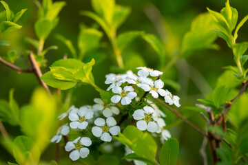 Mexican Orange Blossom (Choisya Ternata)