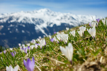 Krokus Frühlingsblumen auf einer Bergwiese mit schneebedecktem Berg im Hintergrund