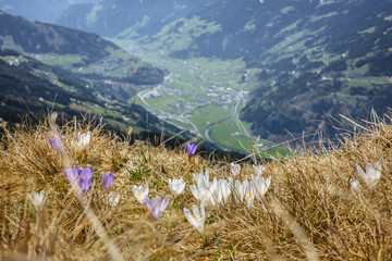 Krokus auf einer Bergwiese mit Blick ins Zillertal