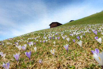 Krokusfeld im Frühling auf einer Bergwiese mit Almhütte