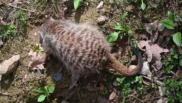 Detail of suricatta digging in the ground.