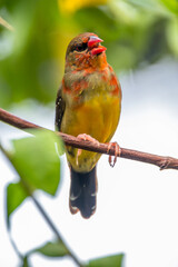 The red avadavat, red munia or strawberry finch, is a sparrow-sized bird of the family Estrildidae. It is found in the open fields and grasslands of tropical Asia and is popular as a cage bird