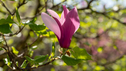 pink magnolia flower