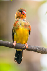 The red avadavat, red munia or strawberry finch, is a sparrow-sized bird of the family Estrildidae. It is found in the open fields and grasslands of tropical Asia and is popular as a cage bird