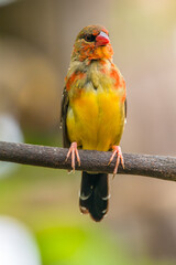 The red avadavat, red munia or strawberry finch, is a sparrow-sized bird of the family Estrildidae. It is found in the open fields and grasslands of tropical Asia and is popular as a cage bird