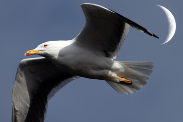 Gulls, or colloquially seagulls, are seabirds of the family Laridae in the suborder Lari. They are related to the terns and skimmers and distantly related to auks, and even more distantly to waders  - obrazy, fototapety, plakaty