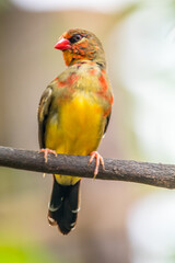 The red avadavat, red munia or strawberry finch, is a sparrow-sized bird of the family Estrildidae. It is found in the open fields and grasslands of tropical Asia and is popular as a cage bird