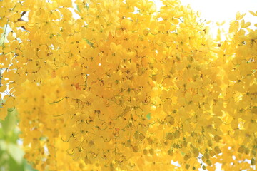 Obraz premium Perfect Golden Shower Blossoms