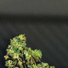 PLANTA ACUATICA DE DURAZNILLO DE AGUA (Ludwigia Peploides)