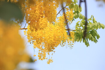 Perfect Golden Shower Blossoms