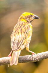 The streaked weaver (Ploceus manyar) is a species of weaver bird found in South Asia and South-east Asia