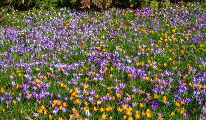 Snowdrops and purple and yellow crocus flowers in early spring in the garden, Ukraine