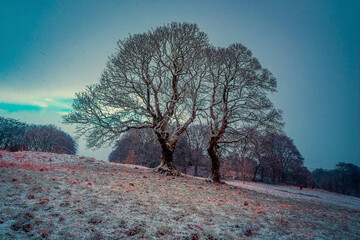 Snowy morning for two trees in a field,  Lochwinnoch, Renfrewshire, Scotland, UK