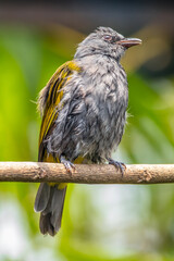 The grey-bellied bulbul (Ixodia cyaniventris) is a species of songbird in the bulbul family. It is found on the Malay Peninsula, Sumatra and Borneo.