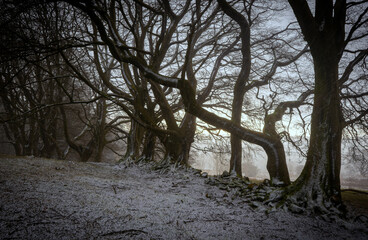 Falling snow though a row of old trees,  Lochwinnoch, Renfrewshire, Scotland, UK