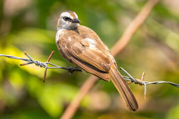 The orange-spotted bulbul (Pycnonotus bimaculatus) is a species of songbird in the bulbul family of passerine birds. It is endemic to Java, Bali and Sumatra.