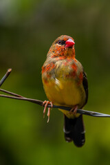 The red avadavat, red munia or strawberry finch, is a sparrow-sized bird of the family Estrildidae. It is found in the open fields and grasslands of tropical Asia and is popular as a cage bird