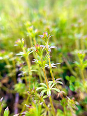 自生するヤエムグラのクローズアップ