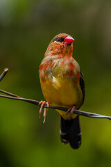 The red avadavat, red munia or strawberry finch, is a sparrow-sized bird of the family Estrildidae. It is found in the open fields and grasslands of tropical Asia and is popular as a cage bird
