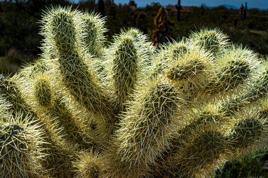 A close look at cholla cactus in the Arizona desert